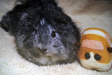 声優の糸さん。