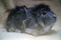 声優の糸さん。