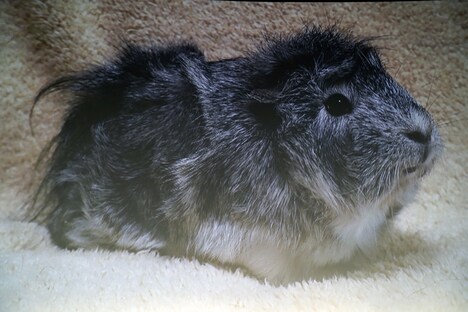 声優の糸さん。