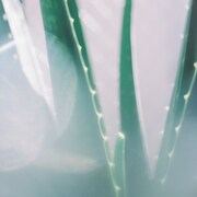 「アロエ」ジャケット