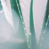 「アロエ」ジャケット