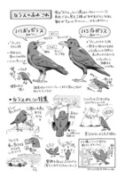 「まいにち鳥びより」より。