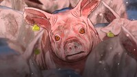 「口蹄疫から生きのびた豚」ビジュアル