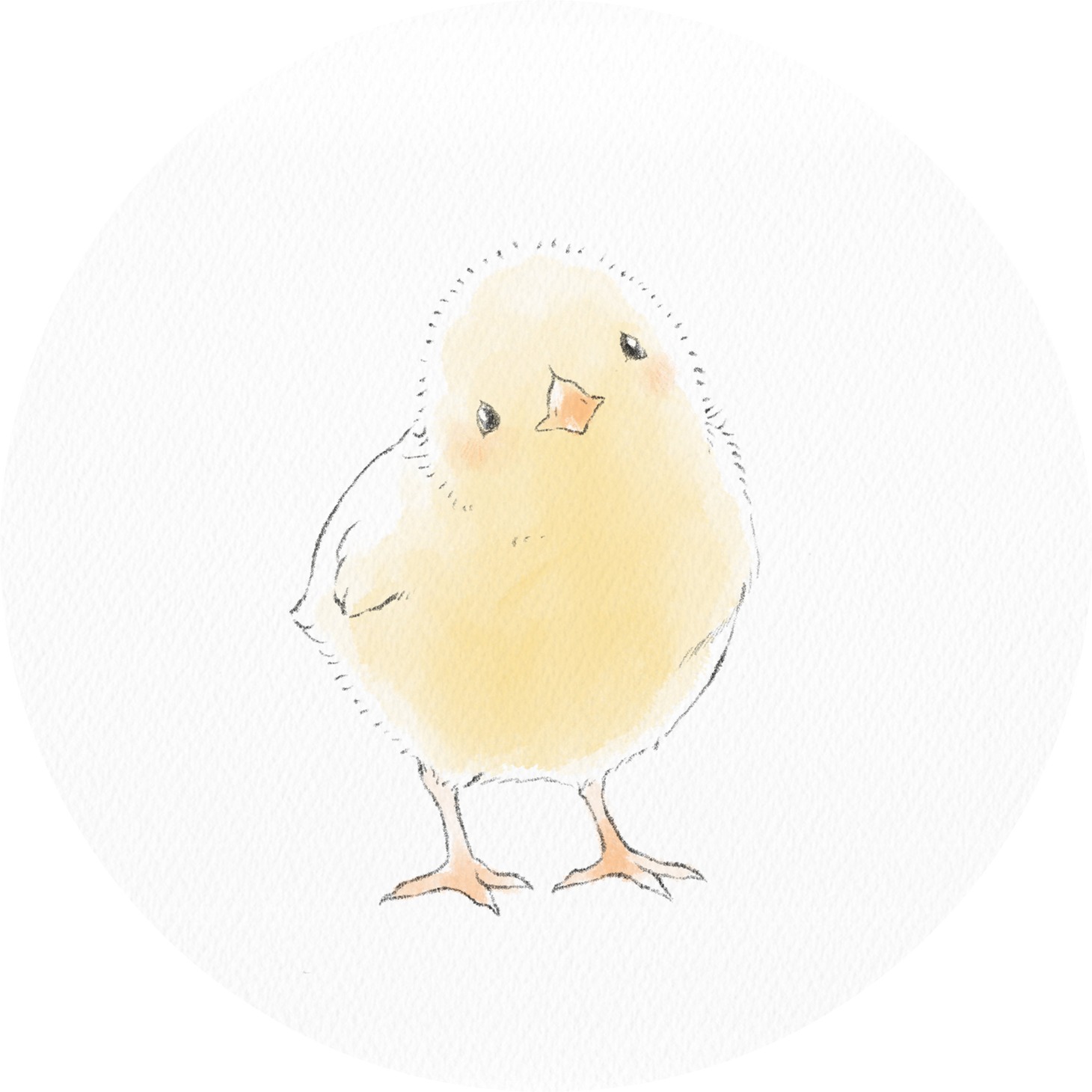 ひよこちゃん