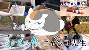 「猫の日」宣伝スポットより。
