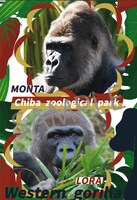 千葉・千葉市動物公園オフィシャルショップで配布されるポストカードのサンプル。