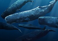「マグメル深海水族館」の新グッズ「航洋のクジラ クリアポスター」。