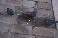 「岸辺露伴は動かない 懺悔室」オフショット