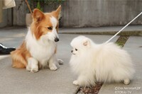 左からカルロスとこまち