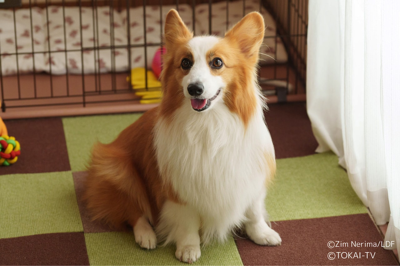 「おっパン」映画公開記念のSPドラマ、中村悠一が犬のカルロスに声をあてる