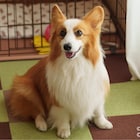 「おっパン」映画公開記念のSPドラマ、中村悠一が犬のカルロスに声をあてる