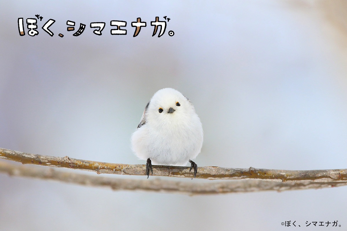 「ぼく、シマエナガ。」