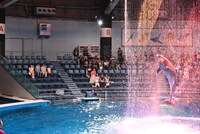 ドルフィンパフォーマンスの様子