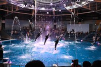 ドルフィンパフォーマンスの様子