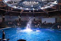 空中に飛び上がって“ChaOポーズ”を決めるイルカのトレーナー