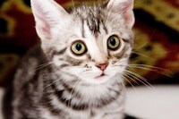 「グーグーだって猫である」より (c) 2008 「グーグーだって猫である」 フィルム・コミッティ