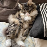 雲雀湯アイコン画像