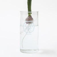 「育ててヒヤシンス!!! 『日常』の花瓶」使用イメージ