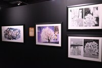 「蟲師展」の様子