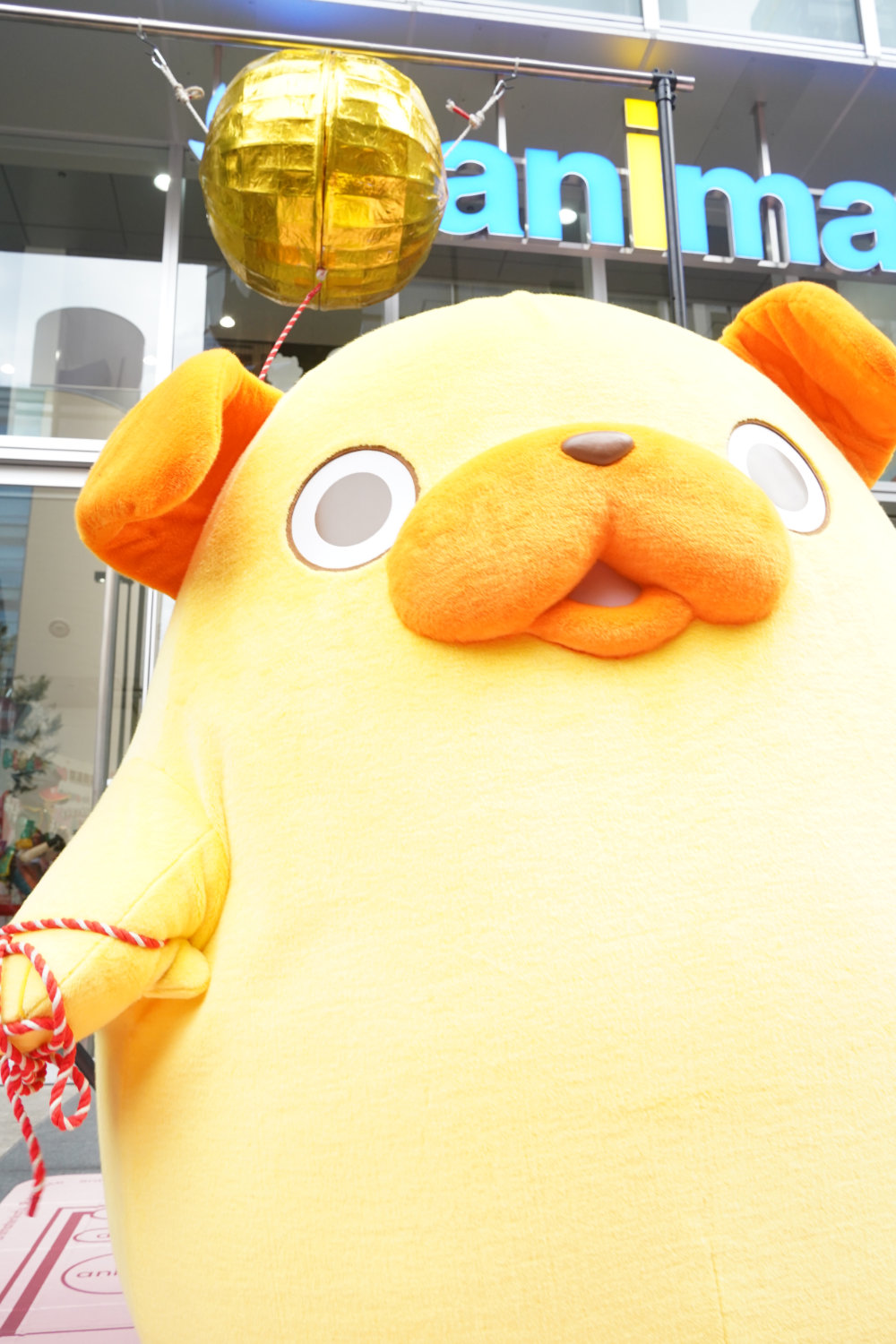 くす玉の紐を引っ張るパグ太郎