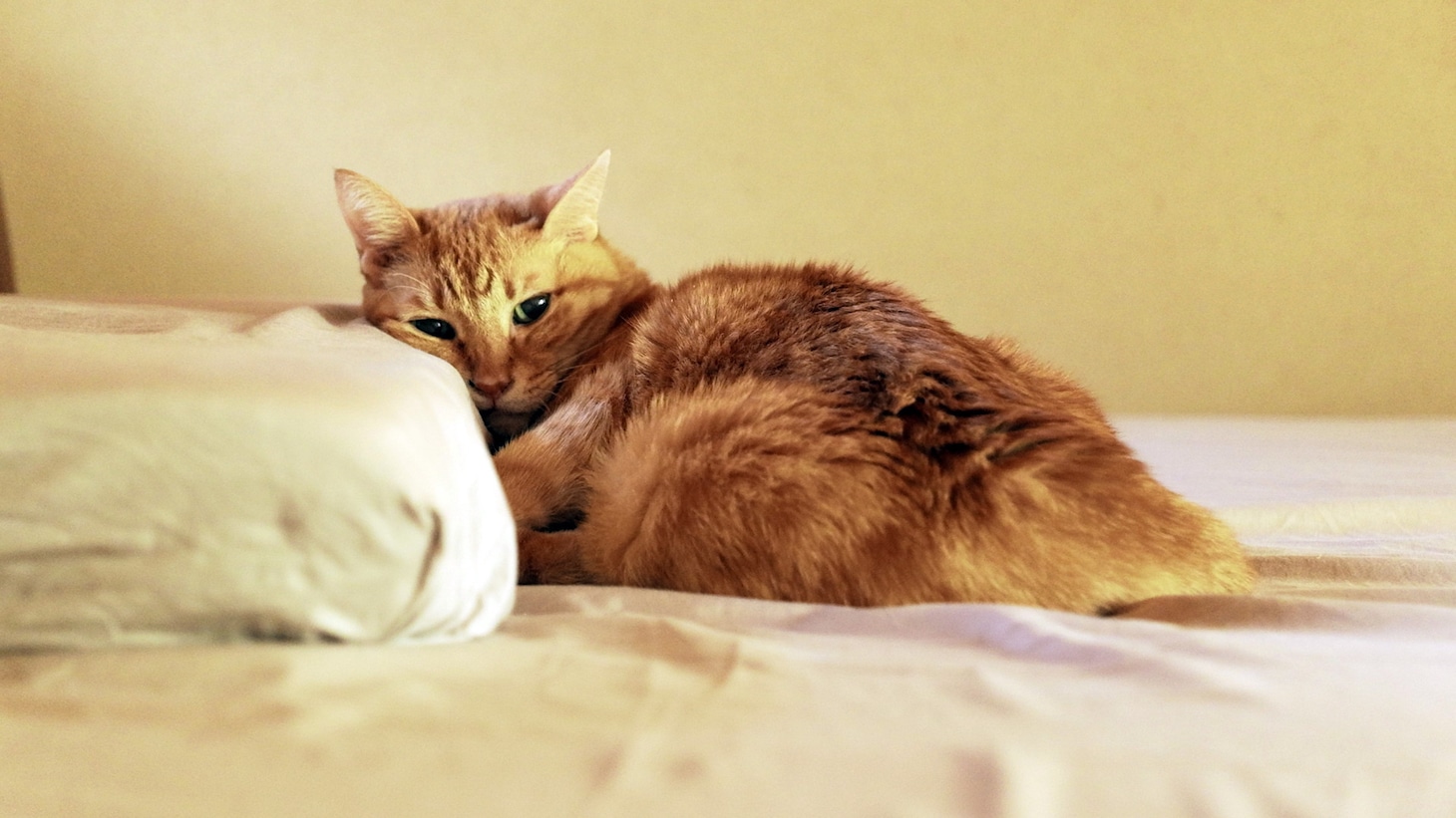 「ネコメンタリー 猫も、杓子も。」より