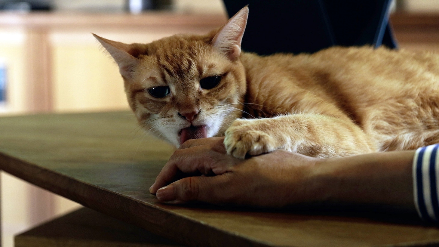 山下和美＆愛猫・モンドがNHKのドキュメンタリー出演、足元と寝室を行ったり来たり