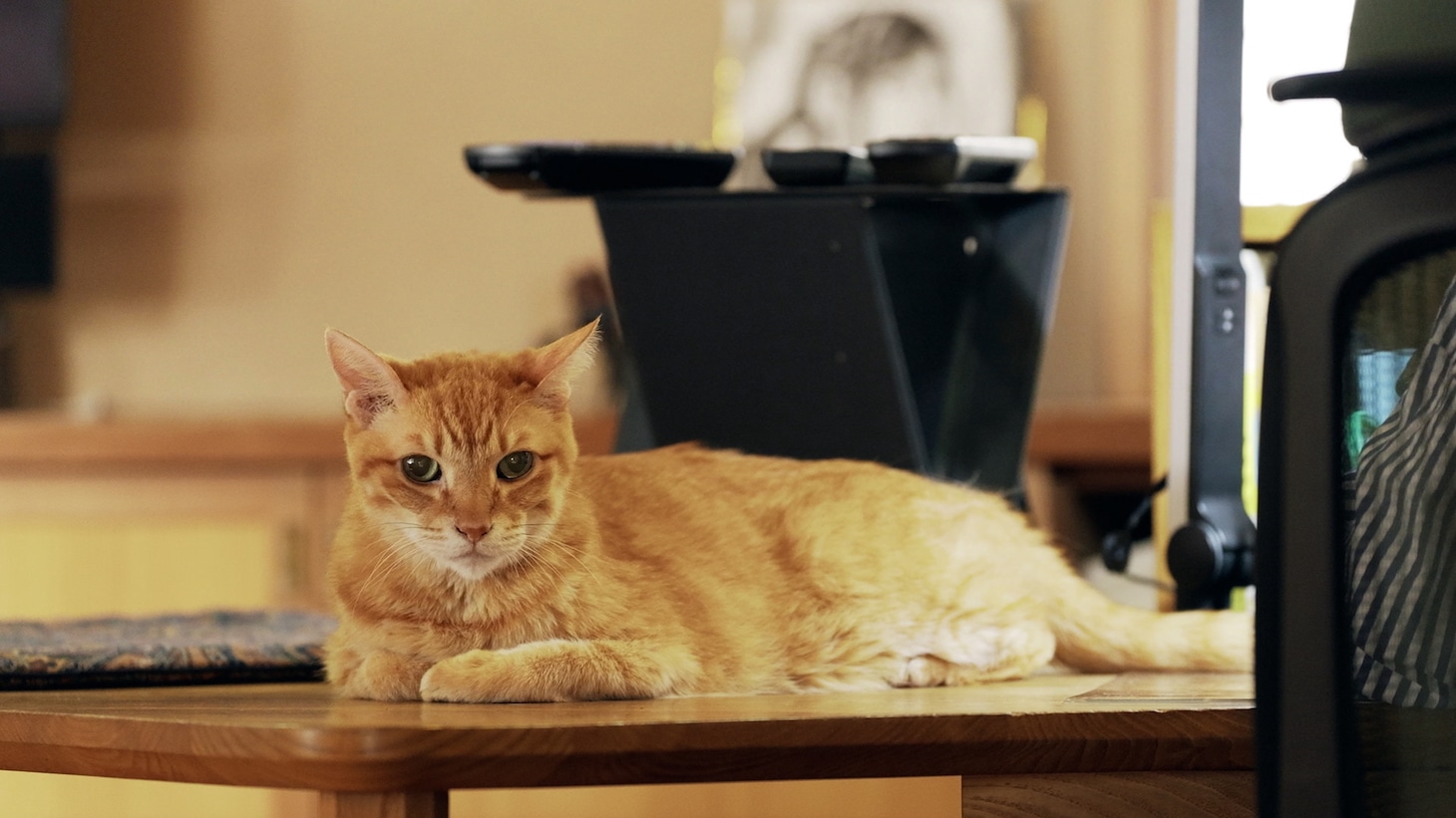 「ネコメンタリー 猫も、杓子も。」より