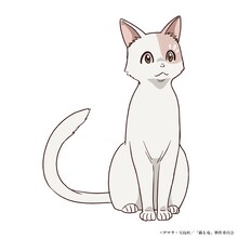 シロタエ（CV：和泉風花）