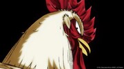 TVアニメ「ニワトリ・ファイター」場面カット