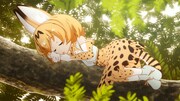 アニメ「けものフレンズ」第1期ビジュアルより
