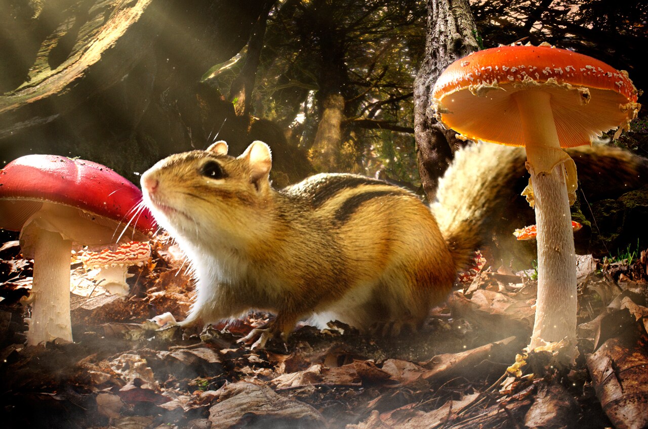 BBCアース×ピクサーの自然ドキュメンタリー、監督が語る小さな生き物の強さ