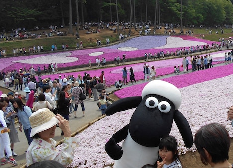 見ごろを迎えた芝桜をバックに記念撮影をするショーン。