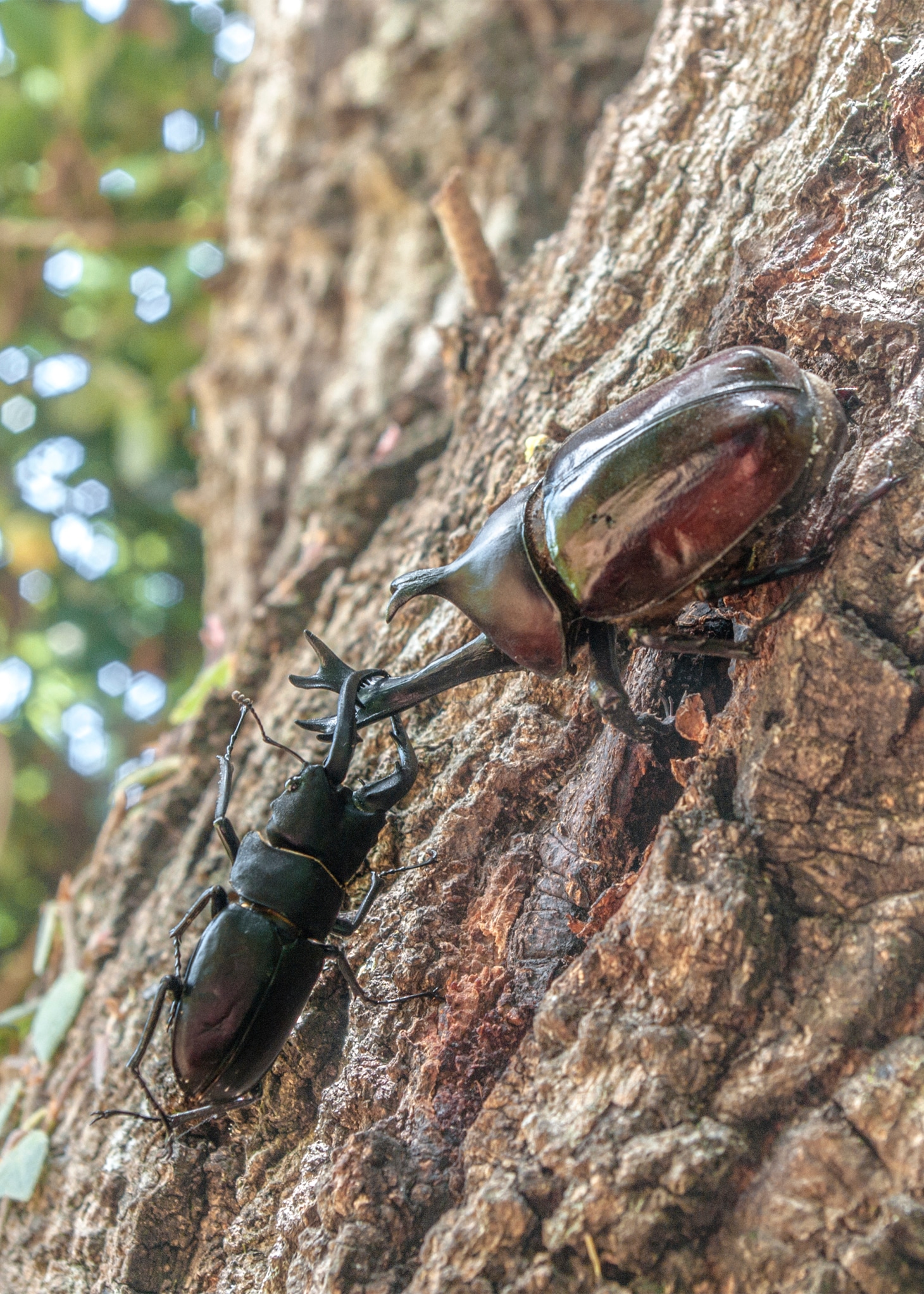 「アリのままでいたい」より、クワガタとカブトムシ。(c)2015「アリのままでいたい」製作委員会