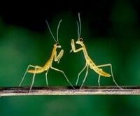 「アリのままでいたい」 (c)2015「アリのままでいたい」製作委員会