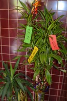 喫茶シーホース店内の観葉植物。エスパーたちの願いが書かれた短冊がかかっている。