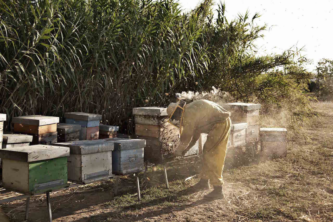 「夏をゆく人々」場面写真 (c) 2014 tempesta srl / AMKA Films Pro ductions / Pola Pandora GmbH / ZDF/ RSI Radiotelevisione svizzera SRG SSR idée Suisse