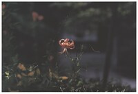 写真集「海街diary」から、広瀬すずが選んだカット。(c)2015 吉田秋生・小学館／フジテレビジョン　小学館　東宝　ギャガ