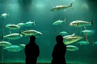 「THE NEXT GENERATION パトレイバー 首都決戦 ディレクターズカット」(c)2015 HEADGEAR/「THE NEXT GENERATION -PATLABOR-」製作委員会