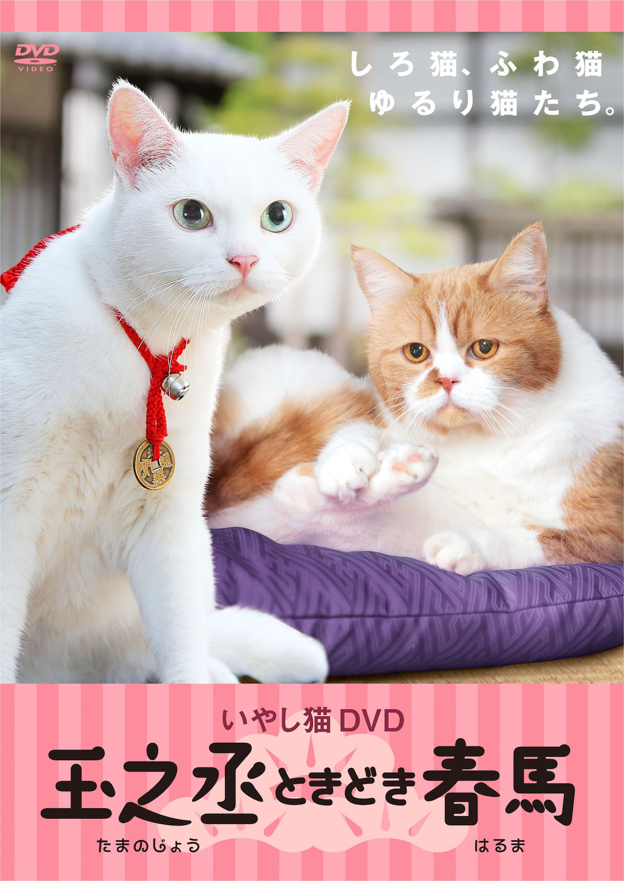 「いやし猫 DVD 猫侍 玉之丞ときどき春馬」ジャケット (c)2015「続・猫侍」製作委員会