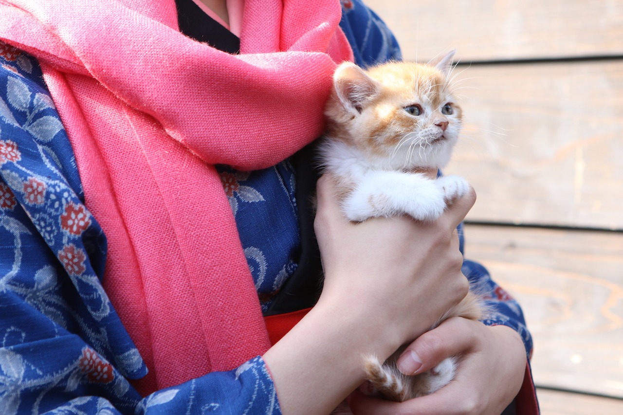 「いやし猫 DVD 猫侍 玉之丞ときどき春馬」 (c)2015「続・猫侍」製作委員会