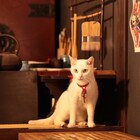 「猫侍」スピンオフDVD、猫まみれの「玉之丞ときどき春馬」が発売決定