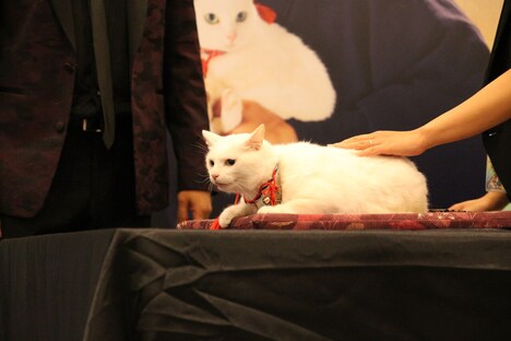 「猫侍 南の島へ行く」台湾プレミアイベントに登場した現地の白猫シャドウちゃん。(c)2015「続・猫侍」製作委員会