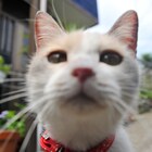 「先生と迷い猫」あなたの町の迷い猫を探せ、“まちねこフォトコンテスト”開催