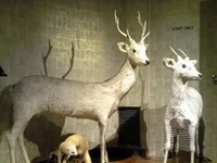テアトル新宿にて展示されている白鹿の剥製。 (c)2015 オフィス桐生