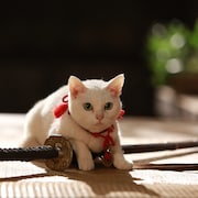 「猫侍」がペット写真SNSアプリとコラボ、選ばれし侍にゃんこ写真はポスターに