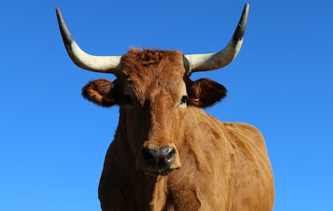 「ステーキ・レボリューション」 (c) 2014 LA FERME PRODUCTIONS SAS et C.PRODUCTIONS