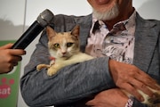 落ち着いた表情でカメラに目線をくばる三毛猫ドロップ。
