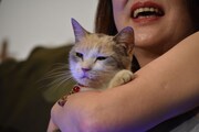 常にリラックスした表情の三毛猫ドロップ。