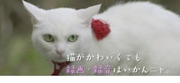 「猫侍 南の島へ行く」劇場マナーCM (c)2015「続・猫侍」製作委員会