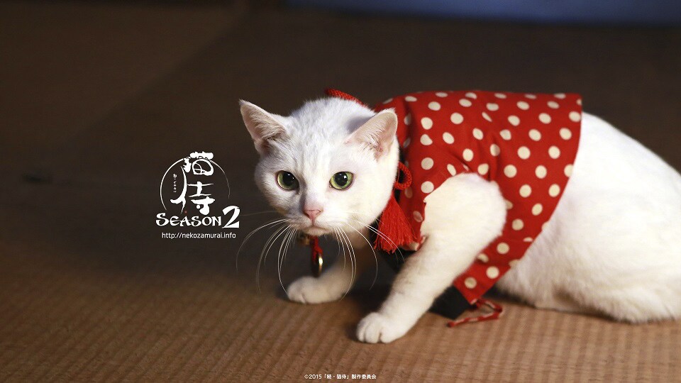 「猫侍」白猫・玉之丞とツーショットが撮れる！50名限定の撮影会を開催